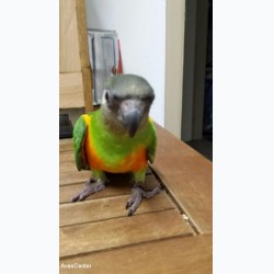 Pennant - Senegal papegaai