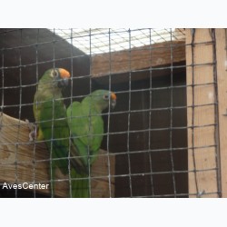 Parkieten  papegaaien